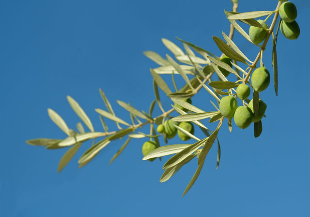 Olive oil