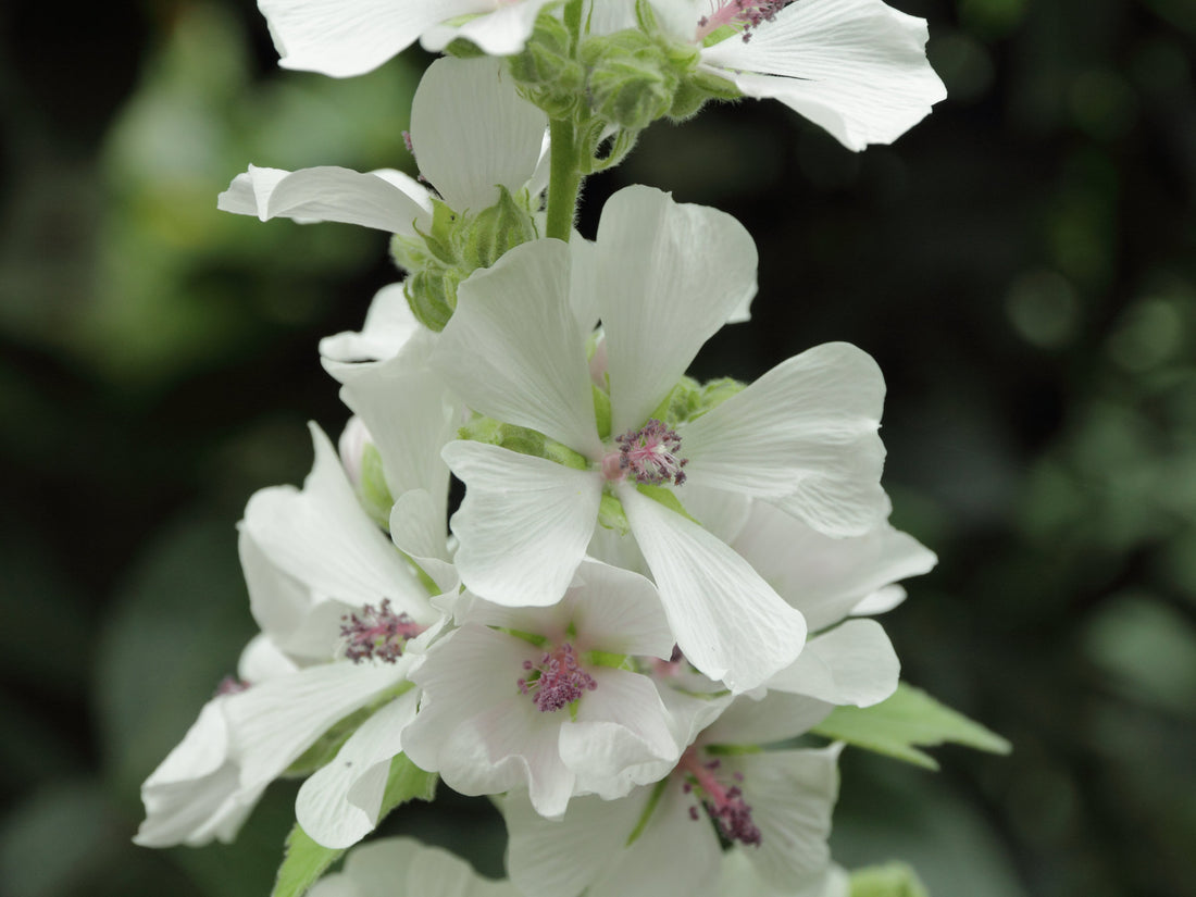 Marshmallow root extract