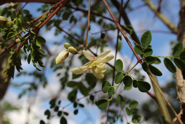 Moringa oil